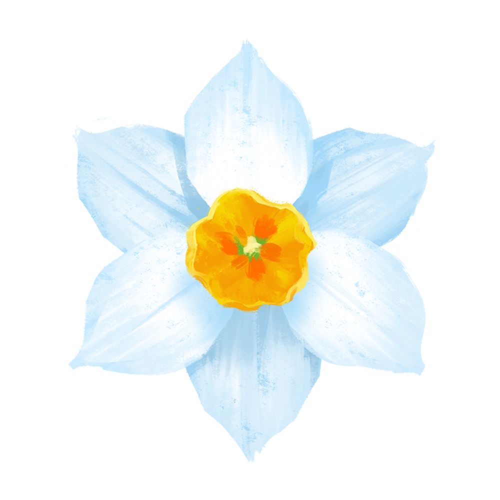 daffodil