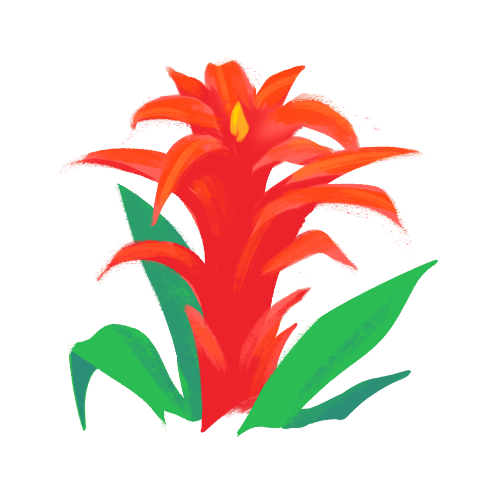 guzmania