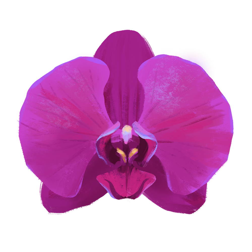 orchid